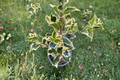 Variegated English Holly ‘Argentea Marginata’ Live Plant – 4 Inch Pot, Evergreen Shrub with White Edged Leaves, Ilex aquifolium