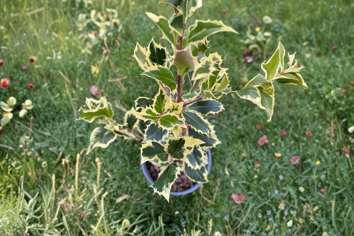 Variegated English Holly ‘Argentea Marginata’ Live Plant – 4 Inch Pot, Evergreen Shrub with White Edged Leaves, Ilex aquifolium