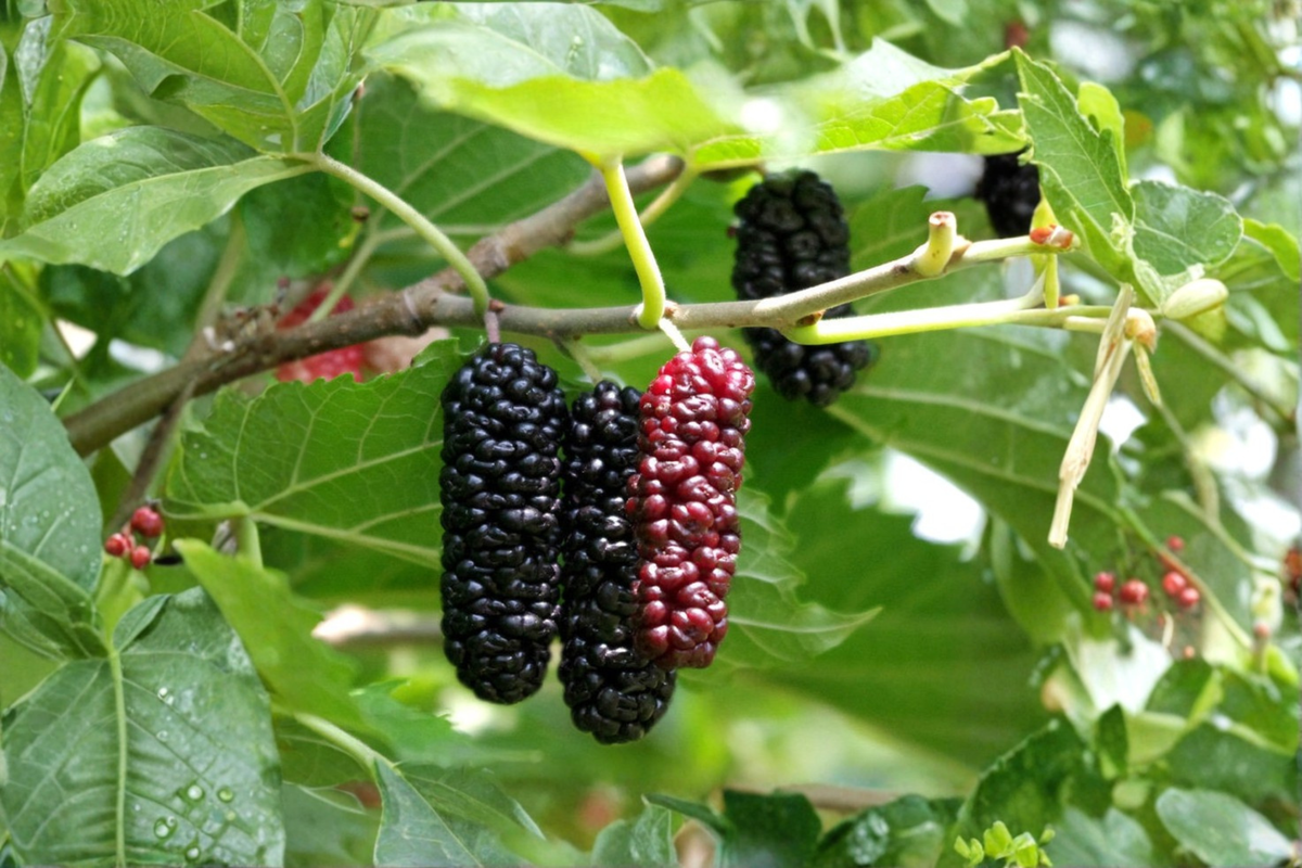 Contorted Mulberry Tree Live Plant, 1 Gallon Pot, Twisted Branch Ornamental Fruit Tree, Morus spp.