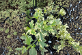 Hillis Variegated Rose of Sharon Live Plant | 1-Gallon Hibiscus syriacus Shrub with Variegated Foliage & Summer Blooms