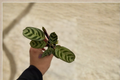 Calathea Burle Marx Live Plant, Fishbone Prayer Plant Starter, Tropical Houseplant, Rooted Cutting in 2-Inch Pot