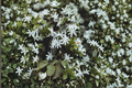 Angel Wing Star Jasmine Live Plant in 4-Inch Pot, Jasminum nitidum, Fragrant White Flowers, Evergreen Vine, Tropical Landscape