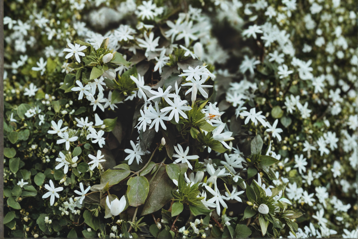 Angel Wing Star Jasmine Live Plant in 4-Inch Pot, Jasminum nitidum, Fragrant White Flowers, Evergreen Vine, Tropical Landscape