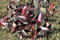 Pink Princess Marble Galaxy Philodendron Live Plant, 2-Inch Variegated Houseplant, Rare Climbing Philodendron, Philodendron erubescens