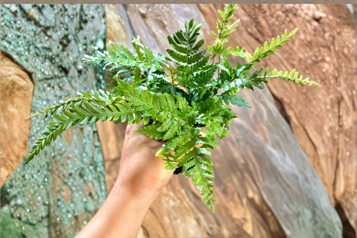 Autumn Fern Live Plant, Indoor Outdoor Fern, Coppery Green Foliage, Dryopteris erythrosora, Beginner-Friendly Houseplant