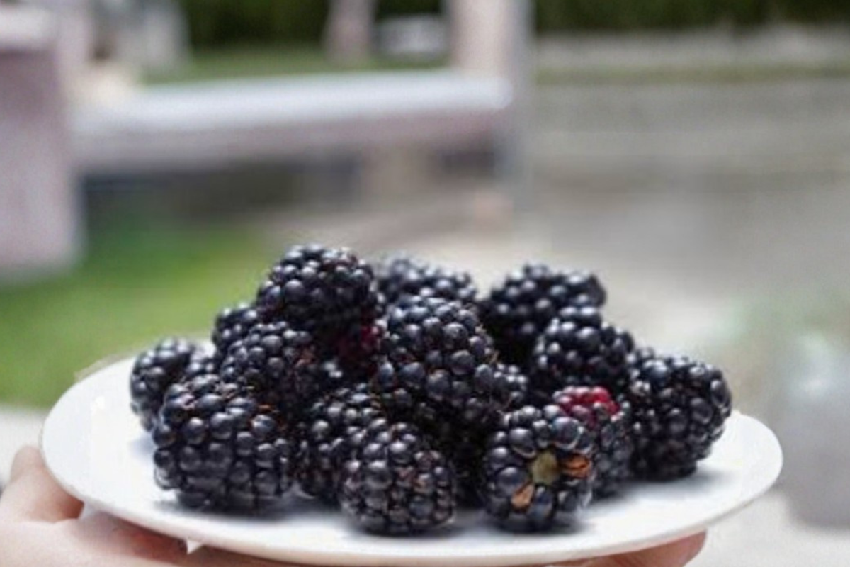 Rare Dwarf Blackberry Seeds – 15 Pack, Compact Edible Fruit Plant, Rubus fruticosus, Indoor & Outdoor Gardening