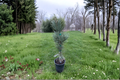 Glauca Reflexa Limber Pine Live Plant – 12 Inch Blue-Green Needles, Evergreen Conifer in 1-Gallon Pot, Ornamental Landscape Tree