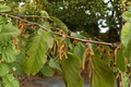 Farges Hazelnut Live Plant 2-Gallon Corylus fargesii Ornamental Bark Deciduous Tree for Landscape