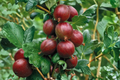 Hinnomaki Red Gooseberry Live Plant, Ribes uva-crispa, Edible Berry Bush for Garden, Orchard & Container Growing