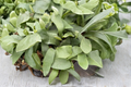 Staghorn Fern Live Plant in 2-Inch Pot, Platycerium elephantotis, Tropical Indoor Houseplant, Exotic Fern for Shaded Gardens
