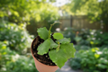 Hoya Endauensis Live Plant 2-Inch Pot Rare Tropical Houseplant Rooted Cutting Indoor Garden