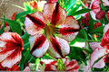 French Delight Desert Rose Seeds | Adenium Obesum Mixed Colors for Indoor & Outdoor Growing