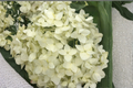 Hydrangea paniculata Chantilly Lace Live Plants – 2 Rooted Starters in 1 Qt Pots, White Flower Shrubs