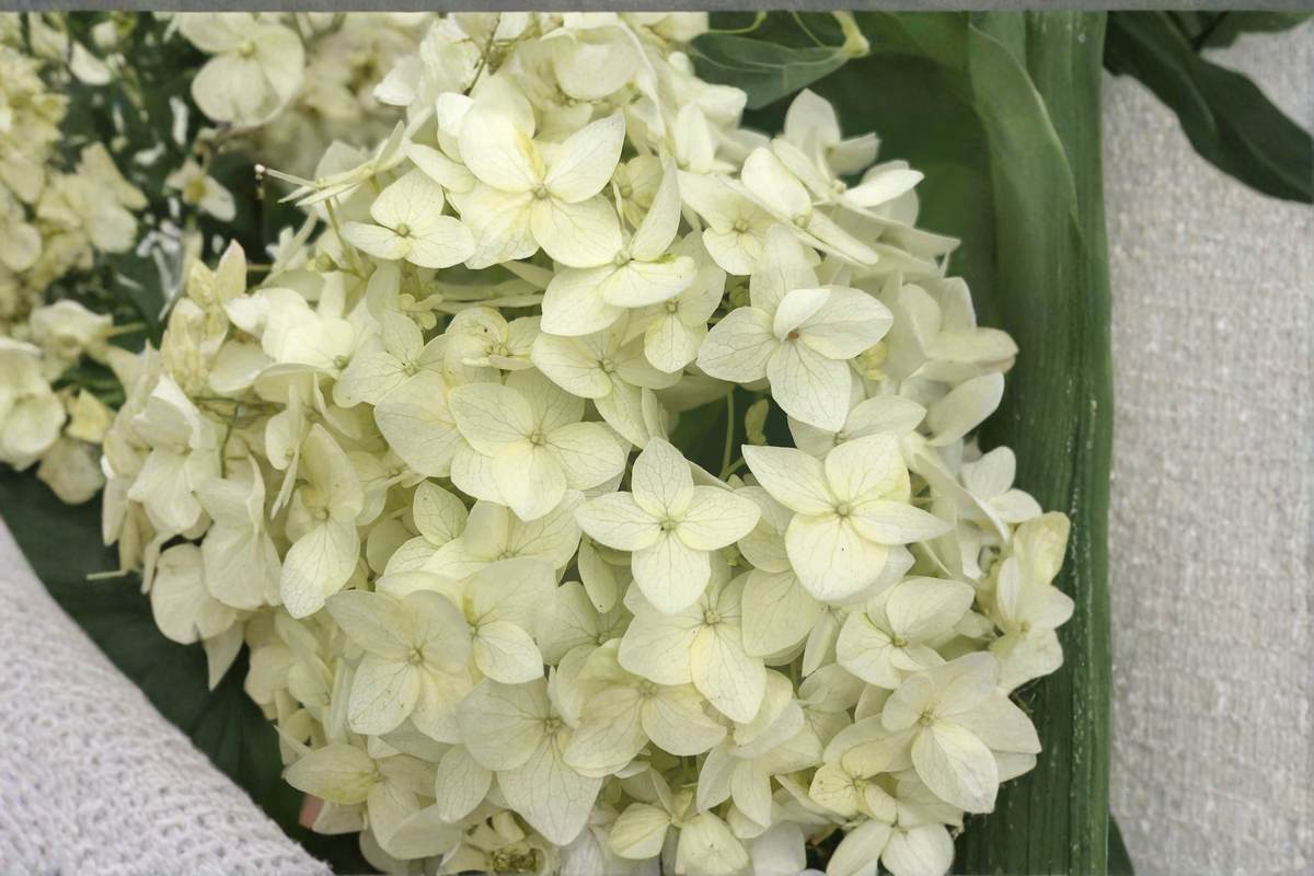 Hydrangea paniculata Chantilly Lace Live Plants – 2 Rooted Starters in 1 Qt Pots, White Flower Shrubs