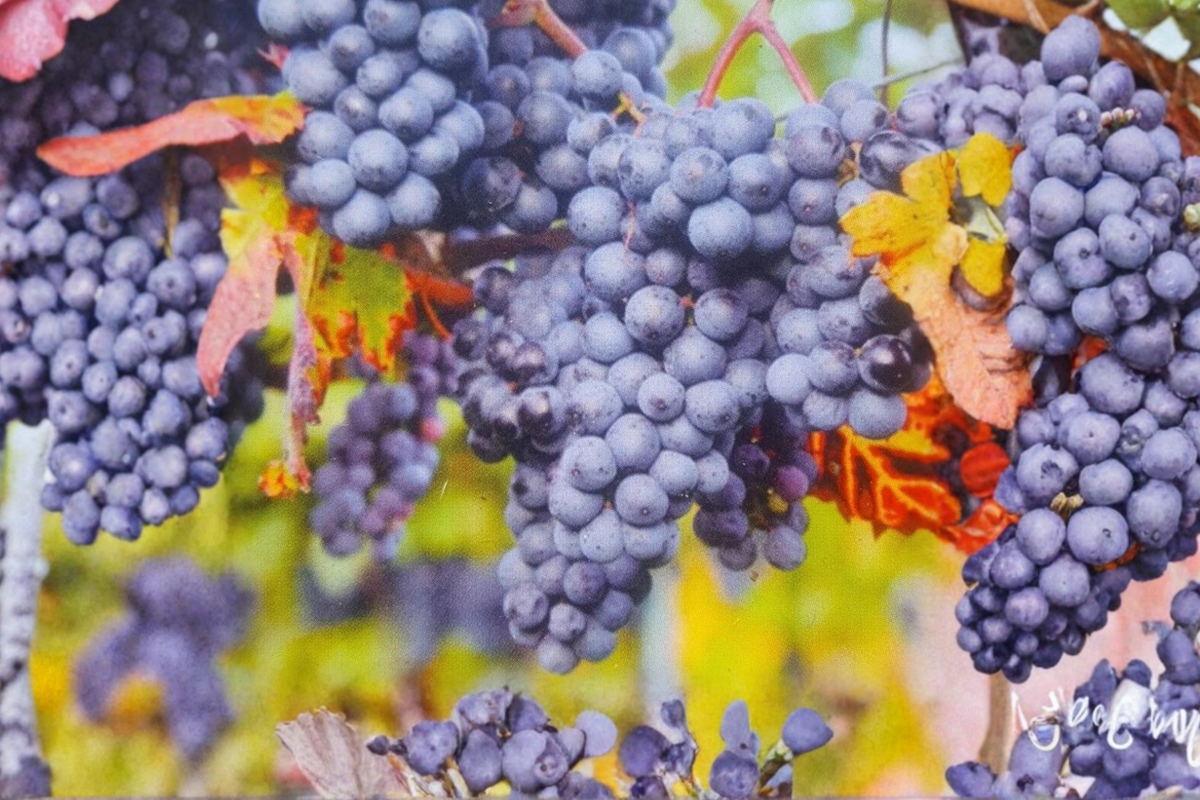 Venus Blue Grape Vine 3 Gal Live Plant Seedless Blue Grape Vine for Garden Trellis Backyard Vineyard Outdoor Growing