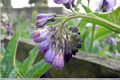 Russian Comfrey Bocking 14 Live Root Cuttings – Symphytum × uplandicum – Perennial Plant for Permaculture & Gardens