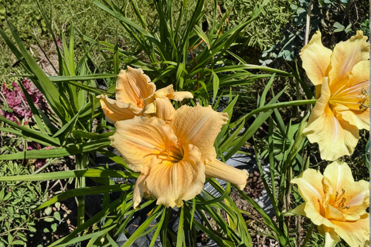 Daylily ‘Bridal Bouquet’ Bare Root Plants – White Perennial Flowering Hemerocallis for Summer Garden Borders