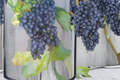 Seedless Grape Vine Live Plant 1 Gallon, Dark Purple Fruit, Climbing Vitis Hybrid for Garden Vineyard