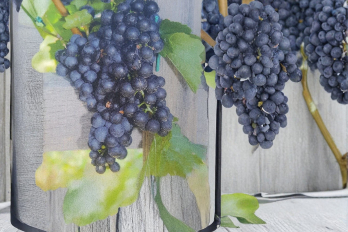 Seedless Grape Vine Live Plant 1 Gallon, Dark Purple Fruit, Climbing Vitis Hybrid for Garden Vineyard