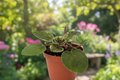 Variegated African Violet Plant 4-Inch Pot, Saintpaulia ionantha Hybrid, Flowering Indoor Houseplant