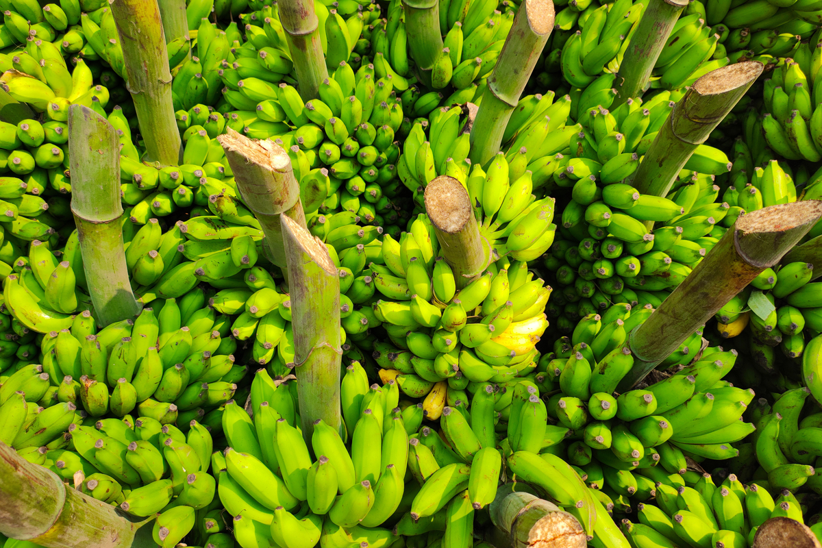 Gran Nain Banana Tree Starter Plug – Musa sp. Tropical Foliage Live Plant Bare Root
