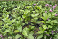 Hoya Skinneriana Live Plant, 4 Inch Pot, Trailing Tropical Houseplant, Rare Green Foliage, Indoor Decor, Collector Gift