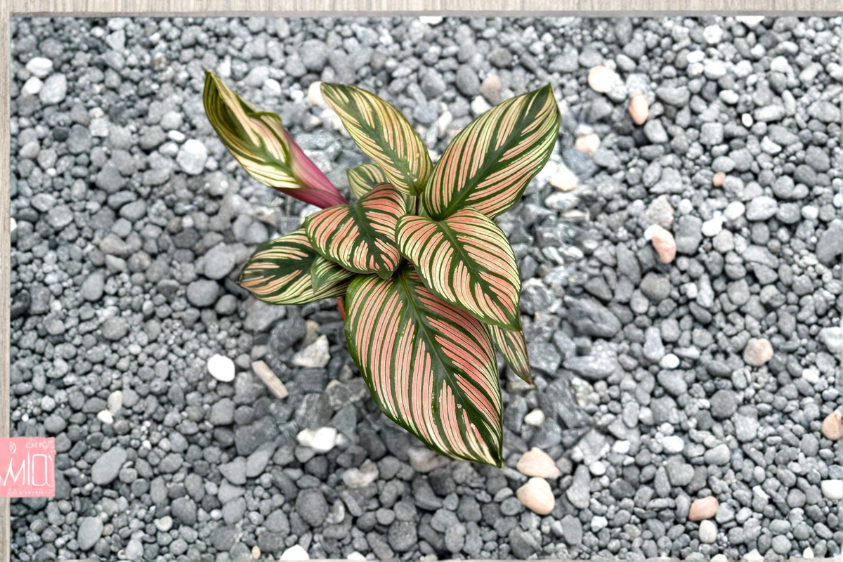 Calathea White Star Live Plant, 3-Inch Pot, Pet Friendly Indoor Tropical Houseplant, Striped Foliage, Goeppertia majestica