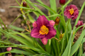 Purple De Oro Daylily Bare Root 3 Pack – Reblooming Perennial Flower Garden Plant, Purple Yellow Blooms, Hemerocallis