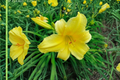 Daylily ‘Suzie Wong’ Bare Root Plants – Dark Red Perennial Flowers for Summer Garden Borders & Landscaping