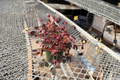 Oxalis Triangularis Starter Plant - Purple Shamrock Indoor Outdoor Houseplant - Live Foliage