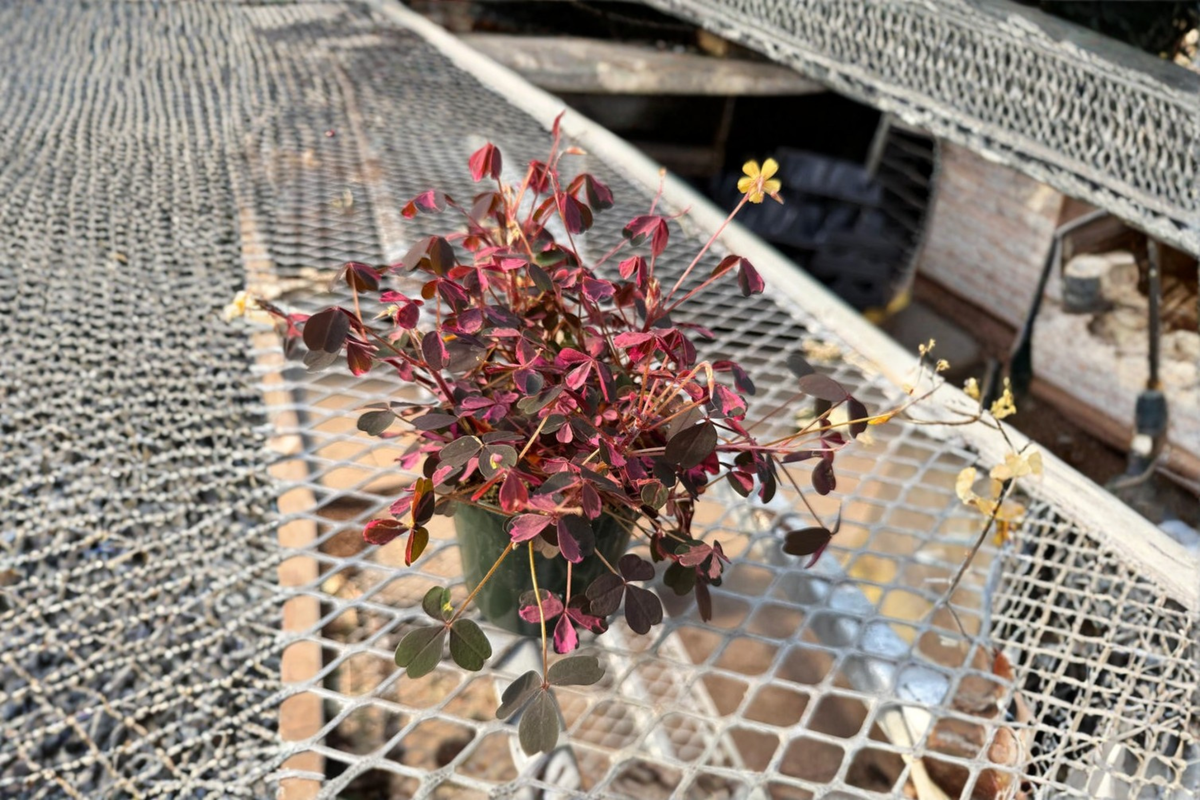 Oxalis Triangularis Starter Plant - Purple Shamrock Indoor Outdoor Houseplant - Live Foliage