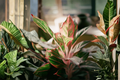 Chinese Evergreen 'Siam Aurora' Bare Root Live Plant – Aglaonema 'Siam Aurora' Tropical Indoor Houseplant, Red Edged Foliage