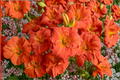 Desert Flame Daylily Bare Root Plants – Hemerocallis Orange Red Perennial Garden Flowers, Easy Care Summer Bloomers