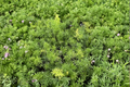 Foxtail Fern Live Plant - Tropical Indoor Outdoor Houseplant in 2-Inch Pot - Asparagus densiflorus ‘Myersii’