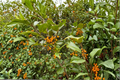 American Holly Live Plant Quart Pot Ilex opaca ‘Goldie’ Evergreen Shrub with Yellow Berries