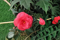 Arctic Rose Camellia Live Plant – Pink Blooming Evergreen Shrub in 3-Gallon Pot, Cold Hardy Zone 6 Garden Plant