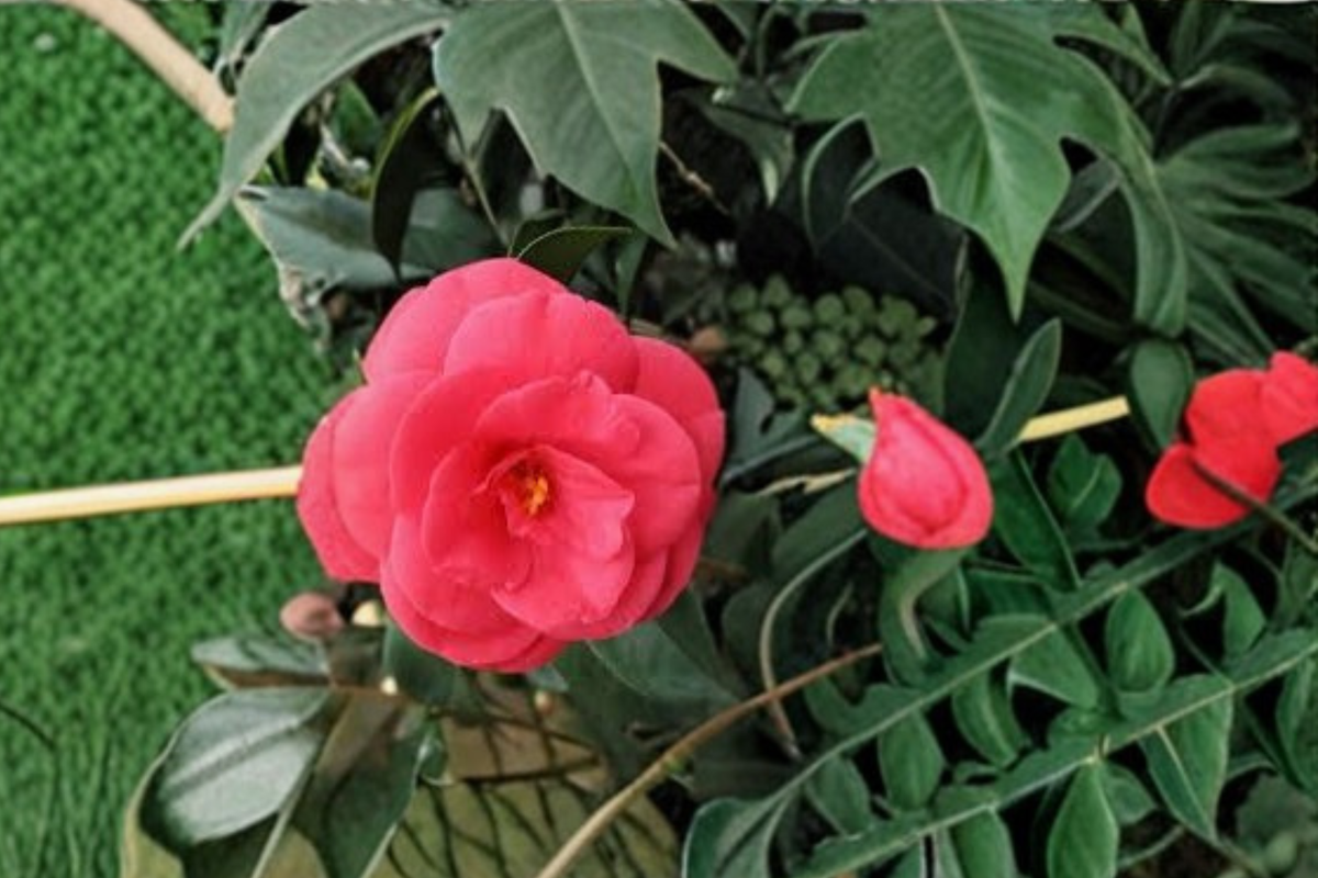 Arctic Rose Camellia Live Plant – Pink Blooming Evergreen Shrub in 3-Gallon Pot, Cold Hardy Zone 6 Garden Plant