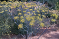 Banquet Dill Herb Plants - 2 Rooted Starter Plants Anethum graveolens for Containers & Garden