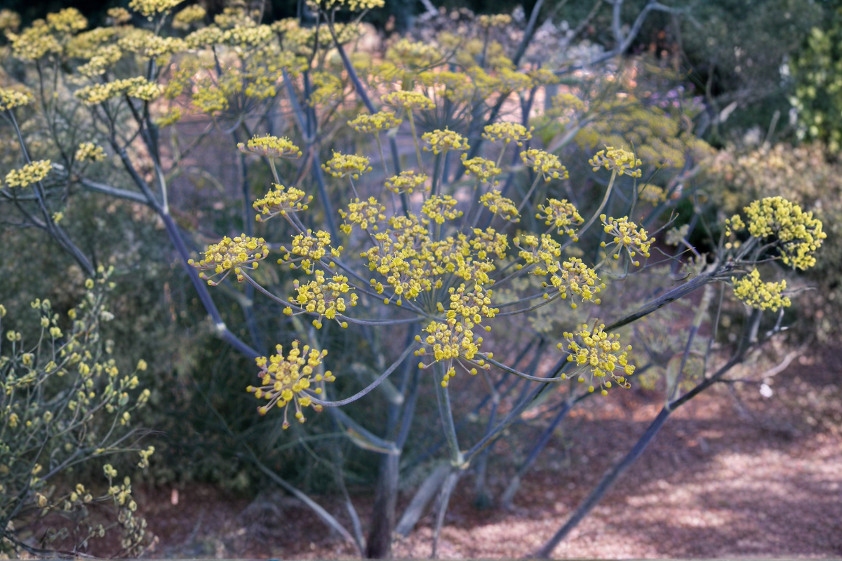 Banquet Dill Herb Plants - 2 Rooted Starter Plants Anethum graveolens for Containers & Garden