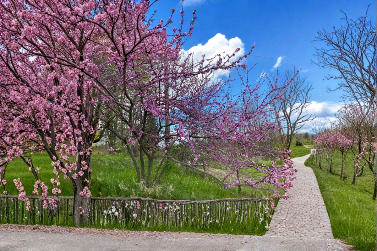 Eastern Redbud Tree Live Plant in 1 Gallon Pot, Cercis canadensis, Pink Spring Blooms, Native Flowering Tree for Garden