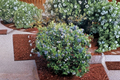 Tophat Dwarf Blueberry Seeds – Compact Edible Berry Shrub for Containers & Gardens, Vaccinium corymbosum