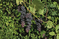 Seedless Blue Muscat Grape Vine Live Plant, 1 Gallon Pot, Climbing Vines, Vitis vinifera, Edible Garden, Backyard Vine