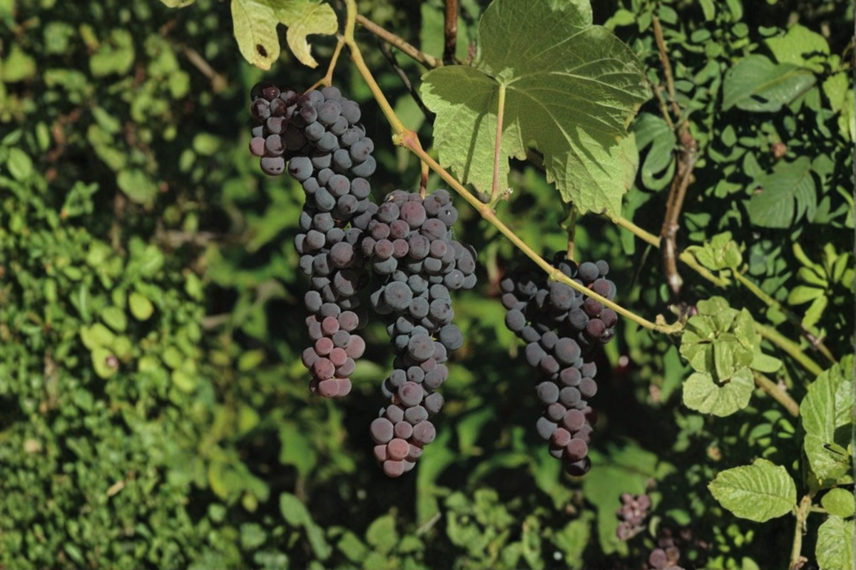 Seedless Blue Muscat Grape Vine Live Plant, 1 Gallon Pot, Climbing Vines, Vitis vinifera, Edible Garden, Backyard Vine