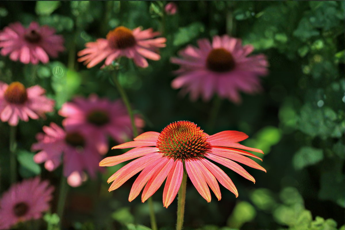 Rudbeckia Sahara Live Plants, 3 Rooted Perennial Flowers, Sunset Colors, Black Eyed Susan, 1 Qt Pots