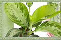 Aglaonema Silver Bay Live Plant, Indoor Houseplant, Tropical Foliage, Chinese Evergreen, Beginner-Friendly, Decorative Greenery