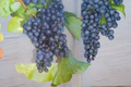 Seedless Grape Vine Live Plant, 2 Gallon, Dark Purple Fruit, Climbing Vitis Hybrid for Garden Vineyard & Outdoor Trellis