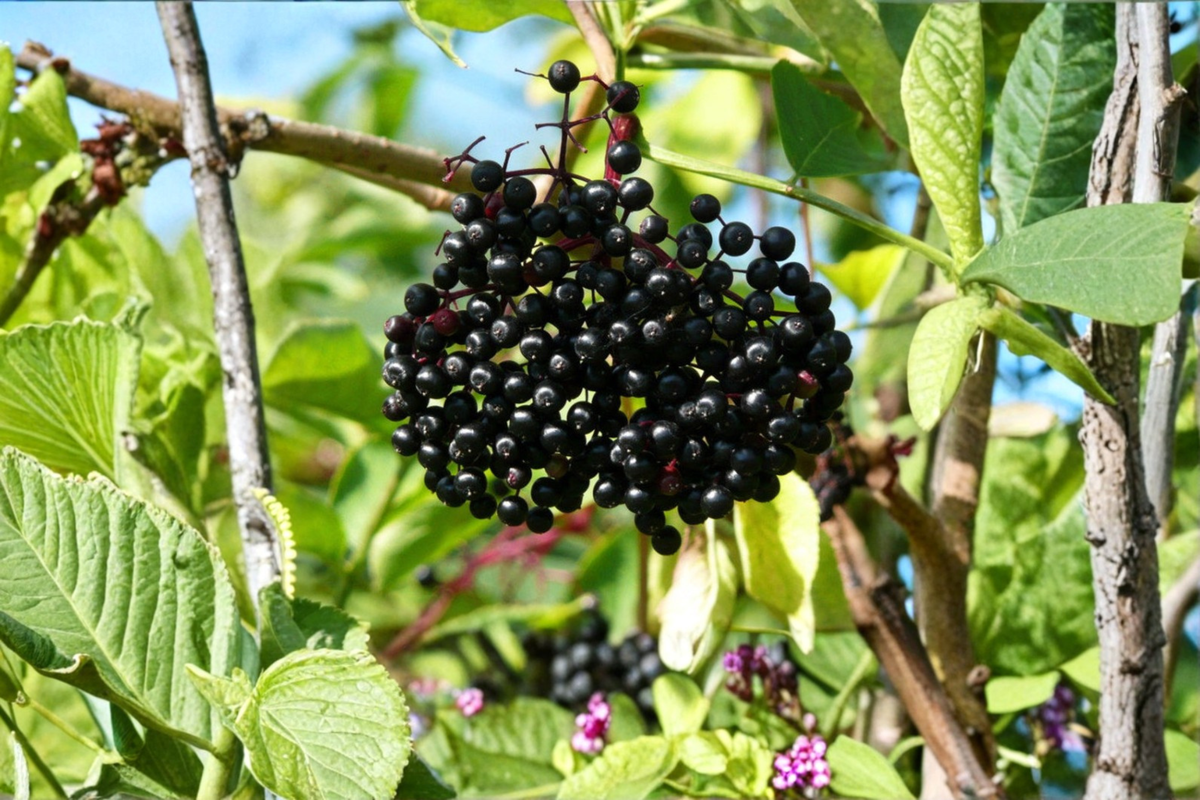 Adams Elderberry Live Plant, Sambucus canadensis, Fruiting Shrub for Edible Gardens & Backyard Orchards