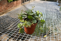 Hoya Curtisii Live Plant, 2 Inch Pot, Rare Trailing Houseplant with Silver Speckled Foliage, Indoor Tropical Plant, Beginner Friendly