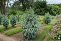 Blue Magoo Engelmann Spruce Live Plant 1 Gallon Pot, Blue-green Needles, Conical Shape, Evergreen Conifer Tree, Picea engelmannii