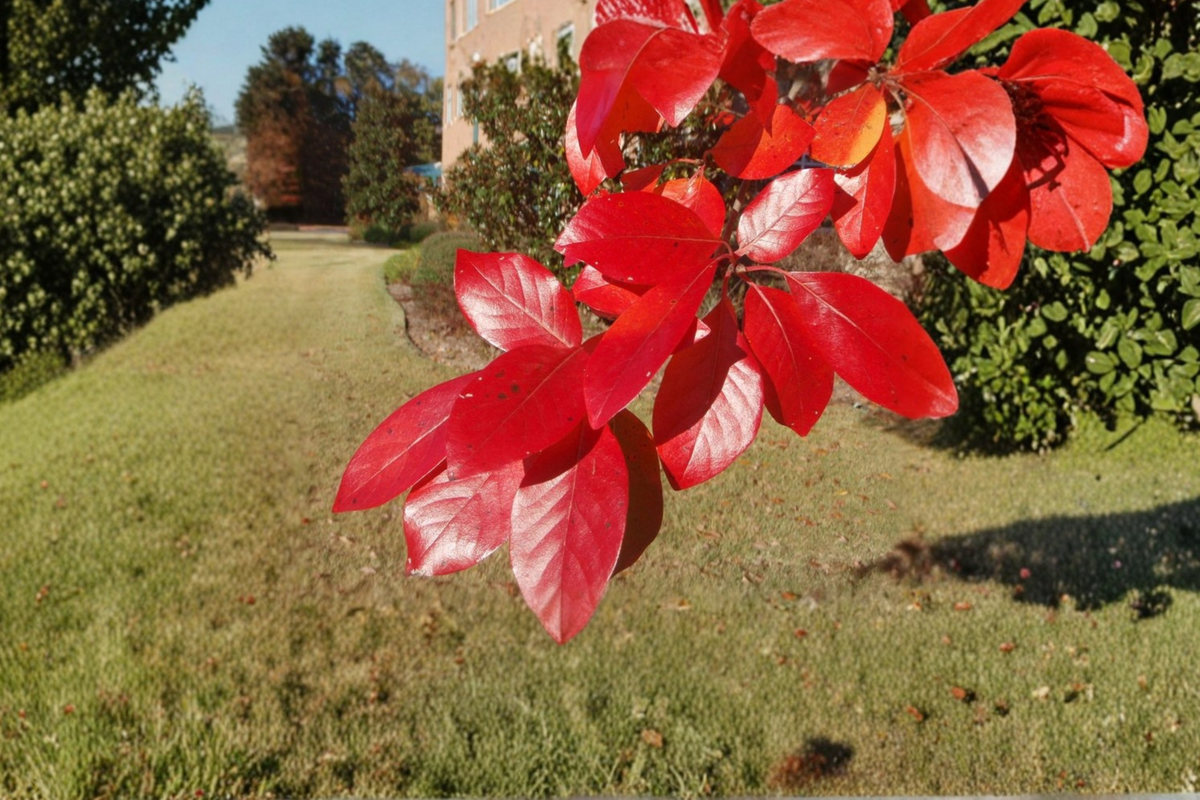 Black Tupelo Live Tree 1 Gallon Pot – Nyssa sylvatica Native Deciduous Tree with Brilliant Fall Foliage for Landscaping